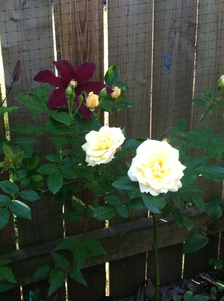 photo 10364183_10152147187762285_1503707576980455276_n.jpg